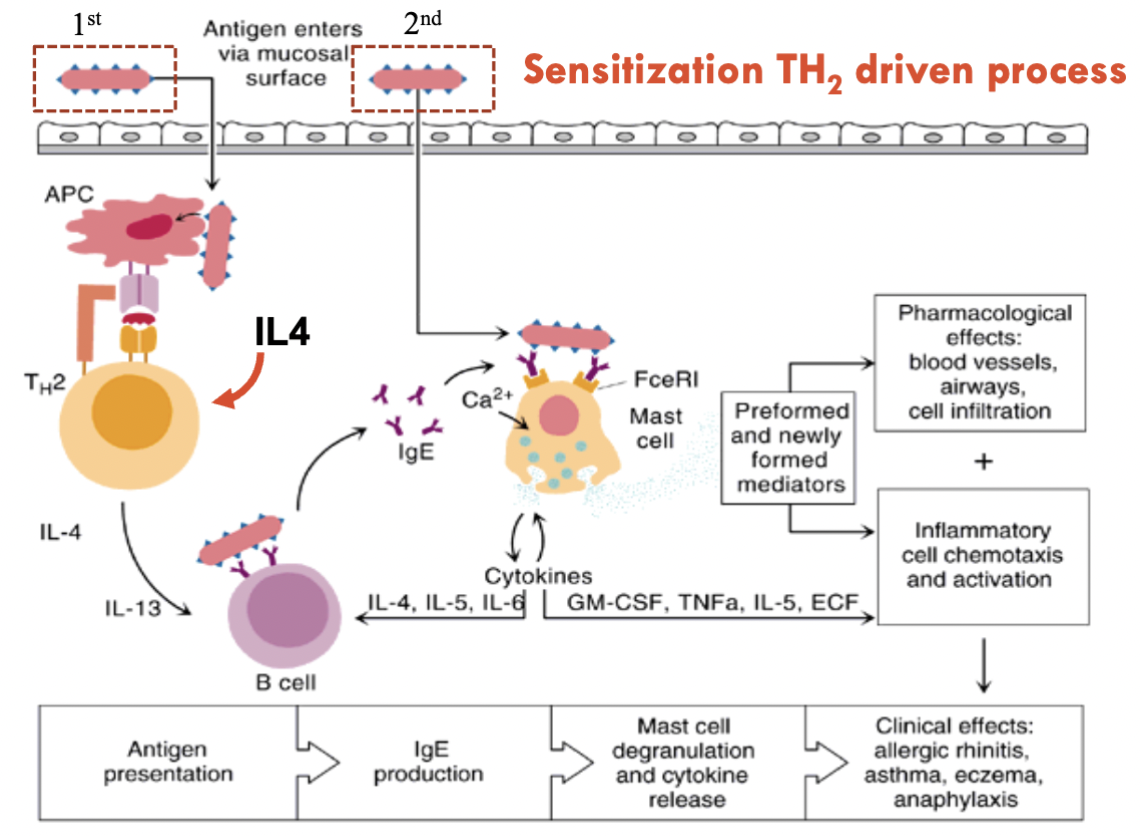 <p><strong>TH2 = Type 2 Helper T cells ?</strong></p><ul><li><p>Antigen presentation to Antigen Presenting Cell (APC)</p></li><li><p>Consumed by APC</p></li><li><p>APC binds to TH2 cell</p></li><li><p>IgE production</p></li><li><p>Mast cell degranulate and release <strong><mark data-color="#ff0000" style="background-color: rgb(255, 0, 0); color: inherit;">cytokines</mark></strong> (<strong>this does not occur immediately; but rather following the initial exposure to the allergen, it is prepared for the next exposure)</strong></p></li></ul><p><strong><mark data-color="#ff0000" style="background-color: rgb(255, 0, 0); color: inherit;">Cytokines = trigger for TH2, Histamines is the trigger for Type 1</mark></strong></p><p></p><p><strong>→<em> Clinical effects:</em></strong></p><p>- Asthma</p><p>- Eczema</p><p>- Anaphylaxis</p><p>- Allergic Rhinitis (Hay fever)</p><p></p><p></p>