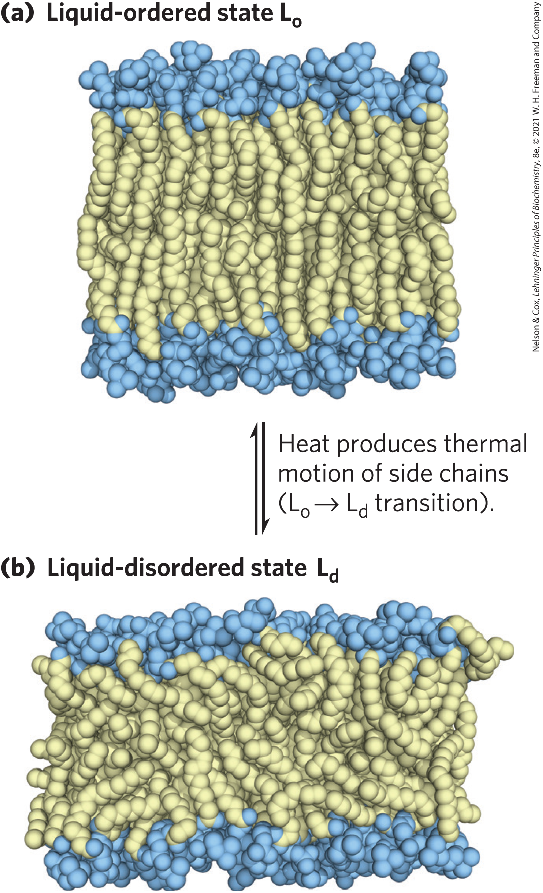 <ul><li><p class="s45"><strong>liquid-ordered (Lo) state </strong>= gel-like state in which all types of motion of individual molecules are strongly constrained</p></li><li><p class="s98"><strong>liquid-disordered (Ld) state </strong>= state in which individual hydrocarbon chains are in constant motion (lateral and rotational)</p></li></ul><p></p>