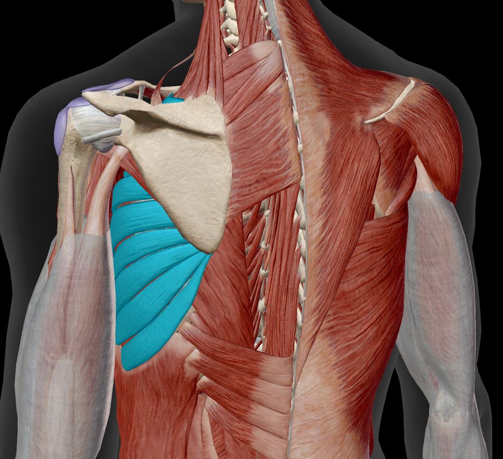 <p>shoulder girdle muscle&nbsp;</p>