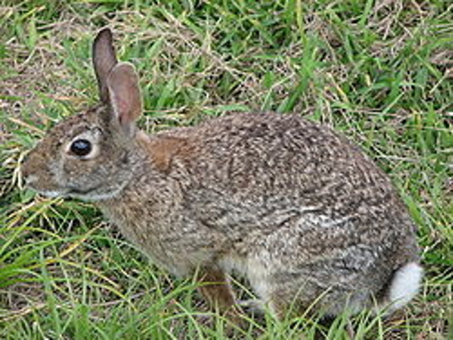 <p>cottontails</p>