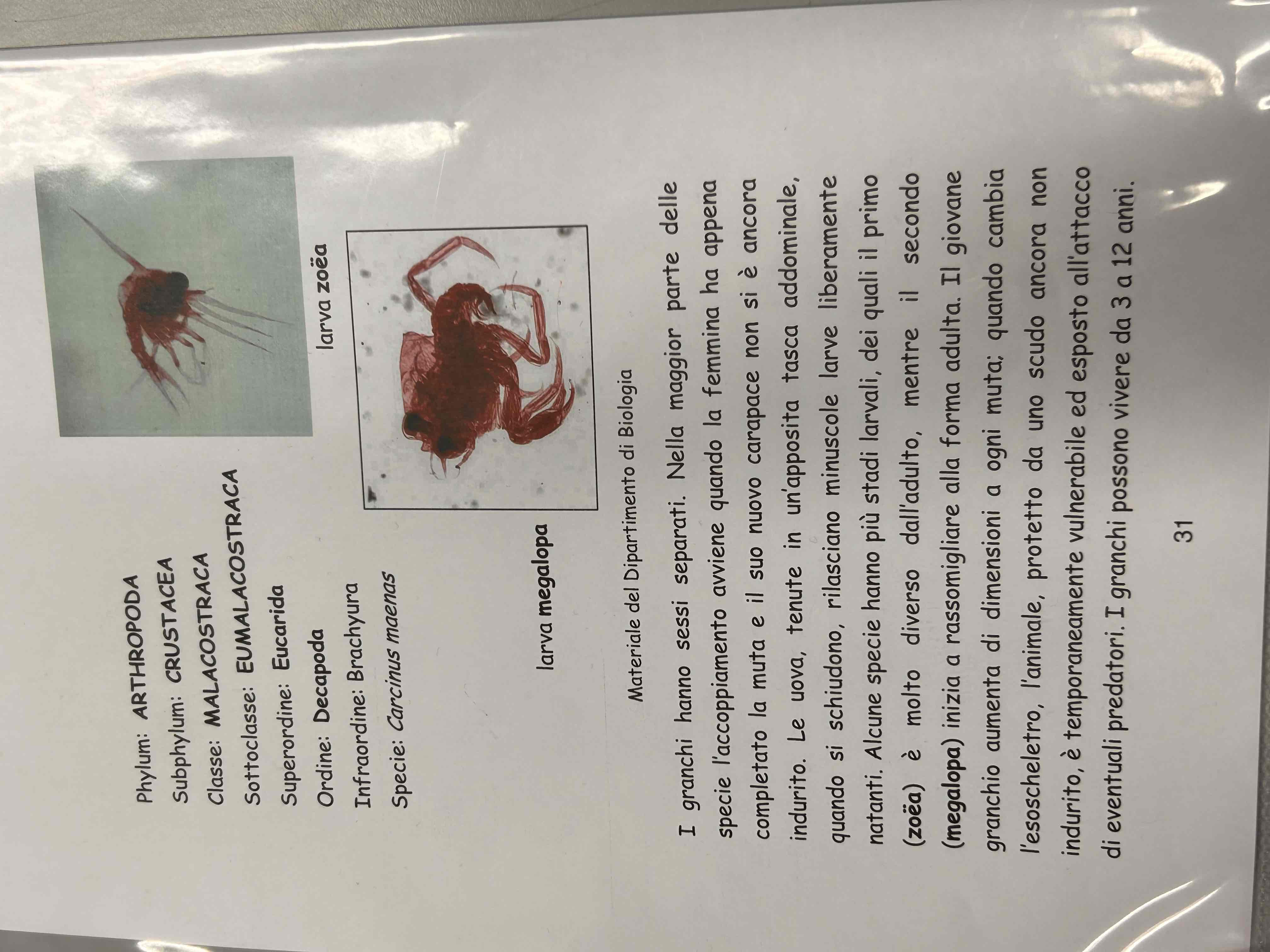 <p>Crostacei</p><p>Malacostraca</p><p>Eumalacostraca</p><p>Decapoda</p><p>Brachyura</p><p>Carcinus maenas (larva zoea)</p>