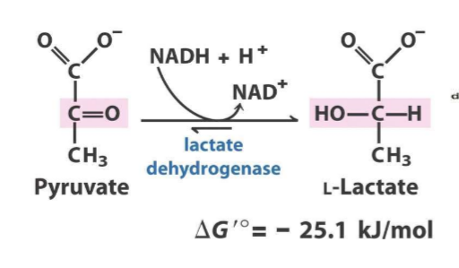 Lactate can be delivered to liver for gluconeogenesis 