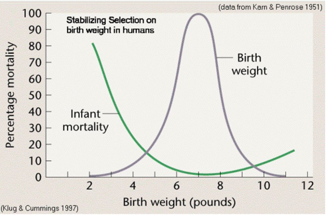 <ul><li><p>Ex human birth weight</p><ul><li><p>Lower and higher birth weights aren’t rlly favourable</p></li></ul></li></ul>