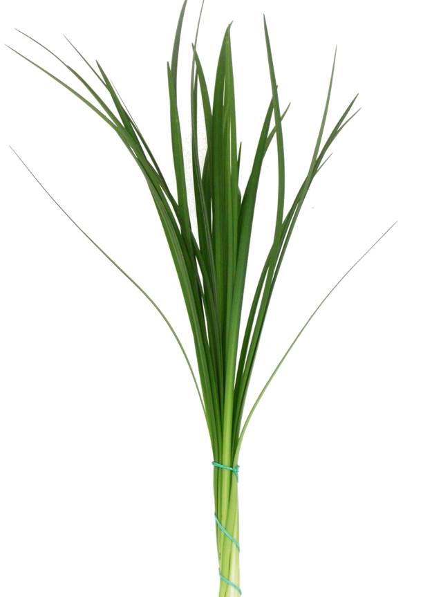 <p><img src="https://s.turbifycdn.com/aah/yhst-89672727041557/lily-grass-green-18.jpg" alt="Floral wedding and event decorations"></p>