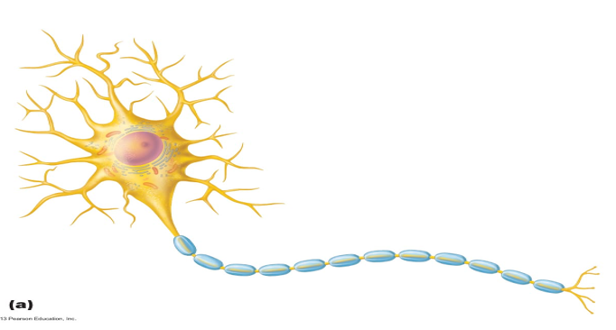 what are the main structural parts of a neuron?