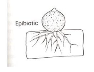 <p>sporangium produced outside of host cell</p>