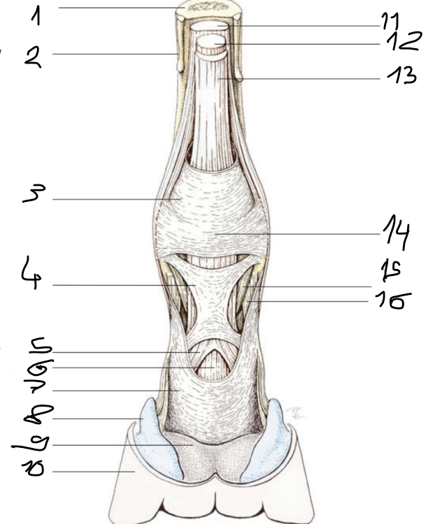 <p>Nommes les structures</p>