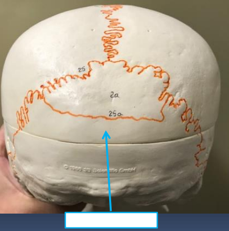 <p>what is it and what does it form?</p>