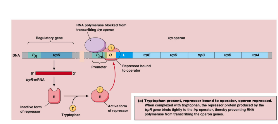<ul><li><p><span>Repressible operon&nbsp;</span></p></li><li><p><span>Presence of tryptophan causes transcription to stop&nbsp;</span></p></li><li><p><span>Tryptophan known as co-repressor</span></p></li><li><p><span>When trp levels are high - Tryptophan binds to trp repressor protein, activating it, thus stopping transcription</span></p></li><li><p><span>When trp levels low - Does not bind to operator</span></p></li></ul><p></p>