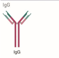 <p>IgG - potent activator of complement system; responds to invading pathogens. </p>