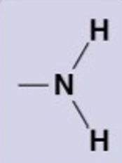 <p>NH<sub>2</sub></p><p>hydrophillic, basic (accepts protons), forms h.b.</p><p>amino acids</p>