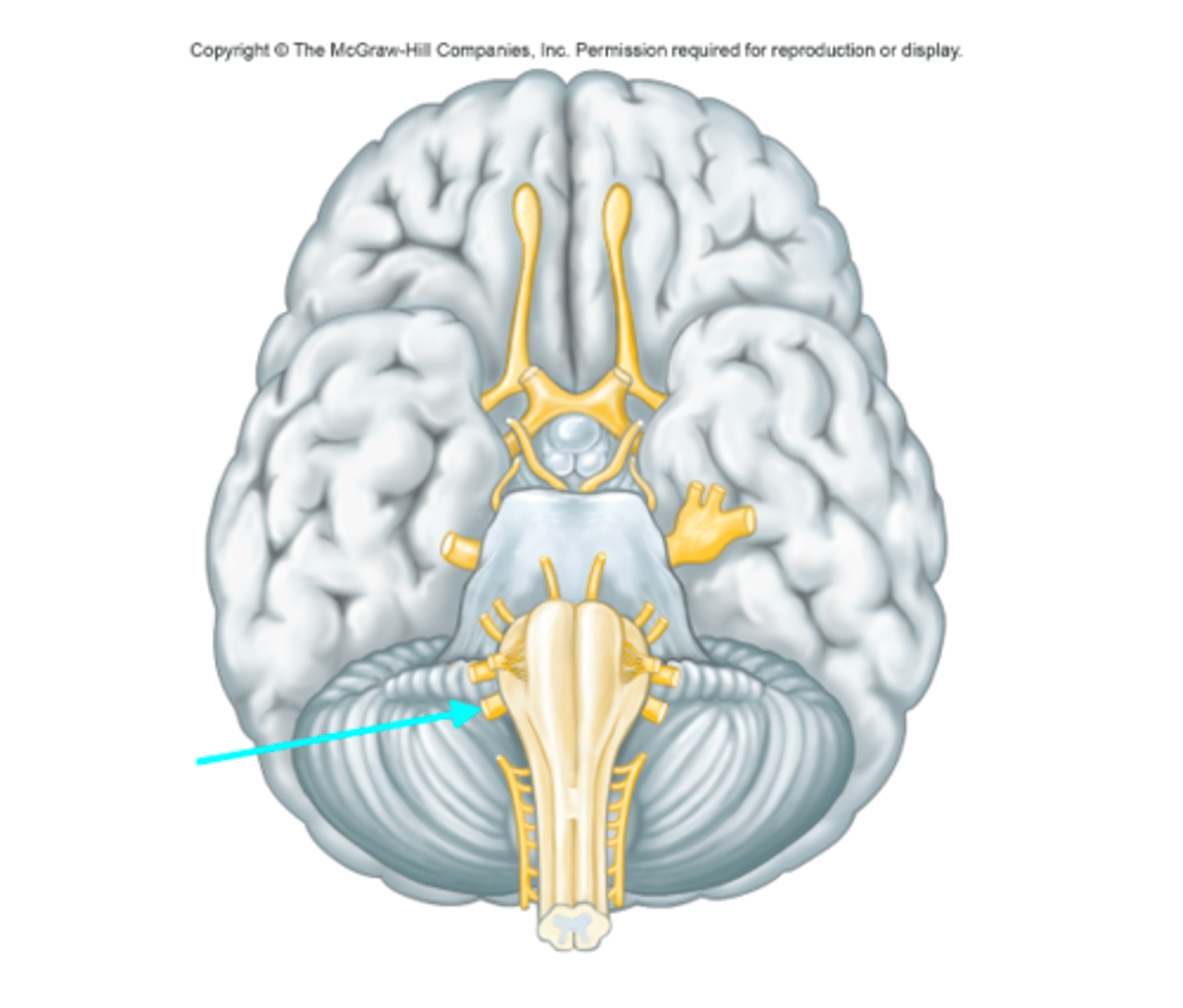 <p>Which cranial nerve is the blue arrow pointing at?</p>