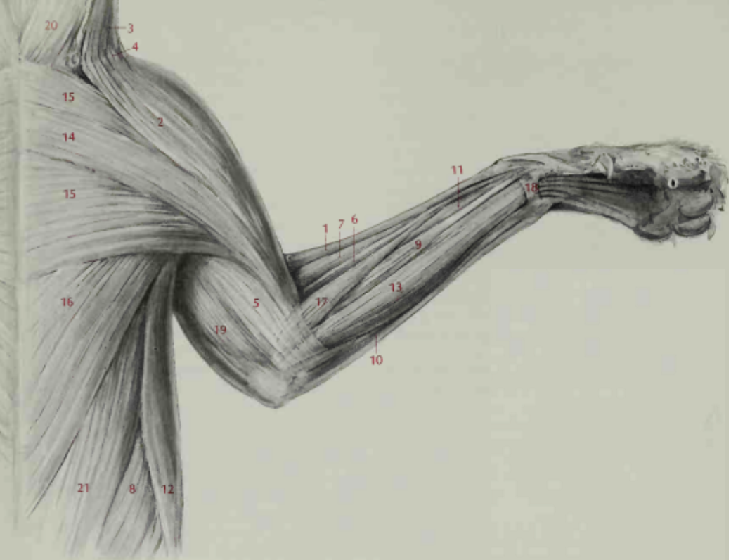 <p>Superficial muscles of the thorax and forelimb ventral view</p>