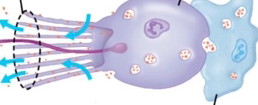<p>transfer nutrients between the other cells, will give rise to eggs (light blue in the picture)</p>