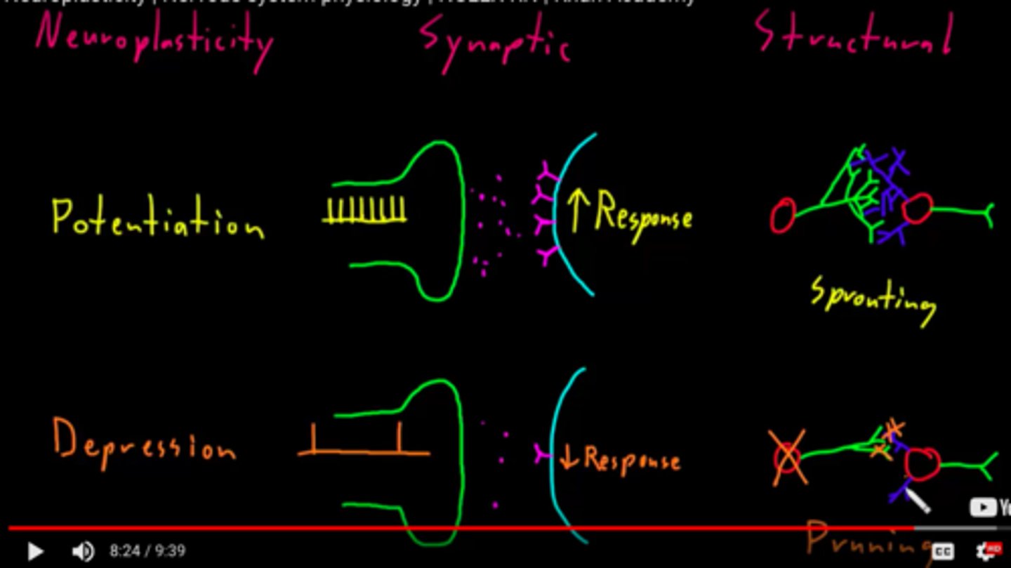 <p>Synaptic Neuroplasticity is a strengthening or weakening of signal transmission due to an increase or decrease in receptors. These changes may happen over short or long periods of time.</p><p>Structural Neuroplasticity is a strengthening or weakening of signal transmission due to an increase or decrease in the number of axon terminals and dendrites. These changes typically occur over a long period of time.</p>