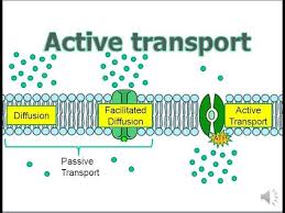 <p>Active Transport </p>