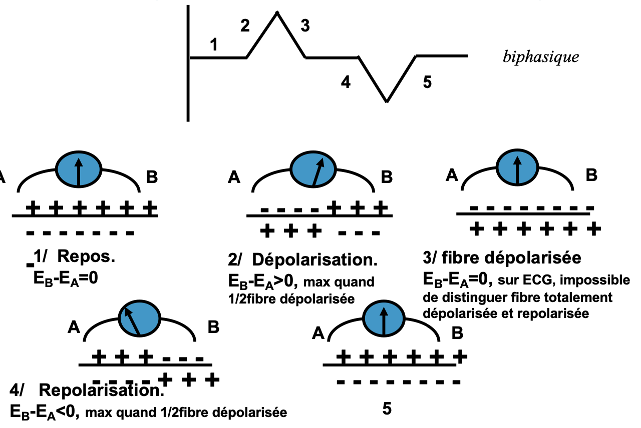 <p>phases de l’activité électrique (PA) d’une fibre/cellule myocardique</p>