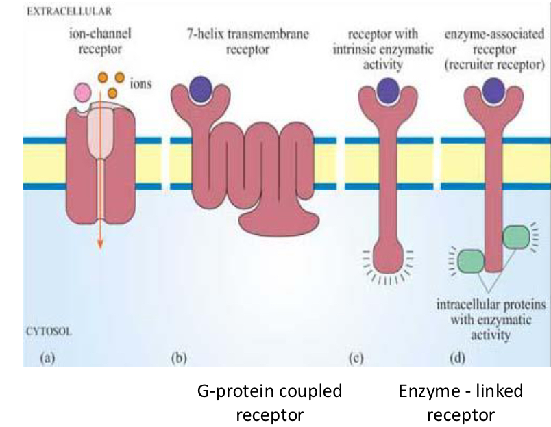<ul><li><p>Ion channel receptors</p></li><li><p>G protein coupled receptors</p></li><li><p>Enzyme linked receptors </p><p>-receptors with intrinsic enzyme activity</p><p>-enzyme associated receptors </p></li></ul><p></p>