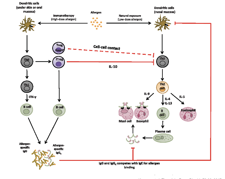 <p>2 routes of allergen exposure</p><p>high-dose immunotherapy</p><ul><li><p>allergen goes to dendritic cell (under skin or oral mucosal) → DCs process and present allergen to Th0</p><ul><li><p>Th0 → Treg → IL-10 production that suppresses allergic response; direct Treg-DC interaction enhance tolerance induction (bidirectional feedback loop)</p></li><li><p>Th0 → Th1 → B cell → allergen specific IgG → IgG competes with IgE for allergen binding (competition prevents IGE from triggering mast cell and basophil degranulation aka no histamine released)</p></li></ul></li></ul><p></p>