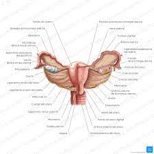 hay __________ que fijan al utero

* Ligamento ancho
* Ligamento propio del ovario
* Ligamento suspensorio

\
