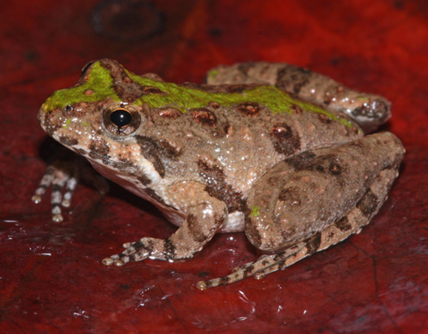 <p>Acris blanchardi</p><p>Order: Anura</p><p>Family: Hylidae</p>