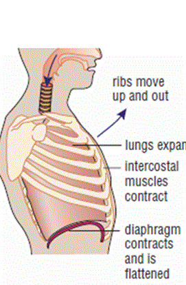During inspiration (inhalation) the external intercostal muscles contract and the rib-cage moves up and out.  The diaphragm also contracts, moving down and flattening.  Together, these motions increase the volume of the thorax.  