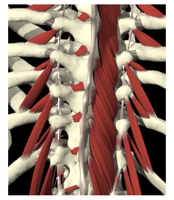 <p>Spier + aanhechtingen (1)</p>