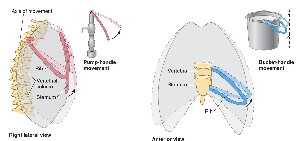 <p>what is the anteroposterior motion and lateral movement?</p>