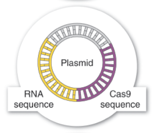 <p>Sequences for Cas9 enzyme and the RNA guide is introduced with a plamid as a vector into target cells. </p>