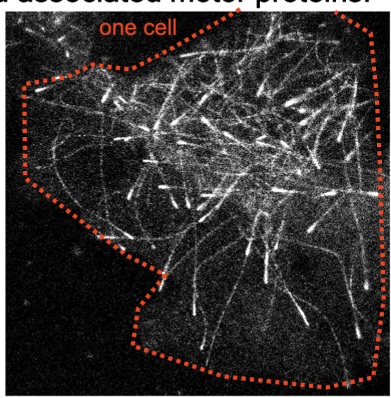 <p>movements of the cell and material within are _________ the cytoskeleton and associated motor proteins</p>
