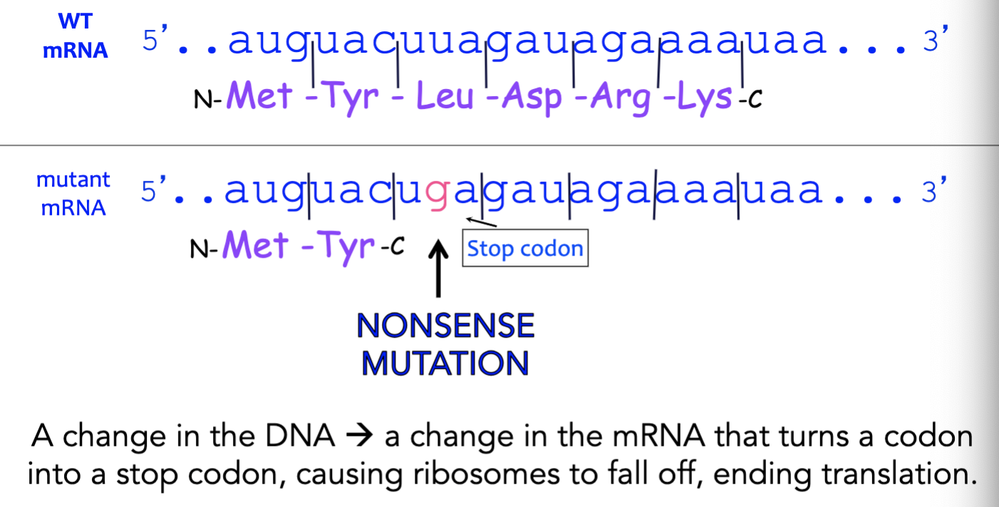 <p>nonsense mutation</p>