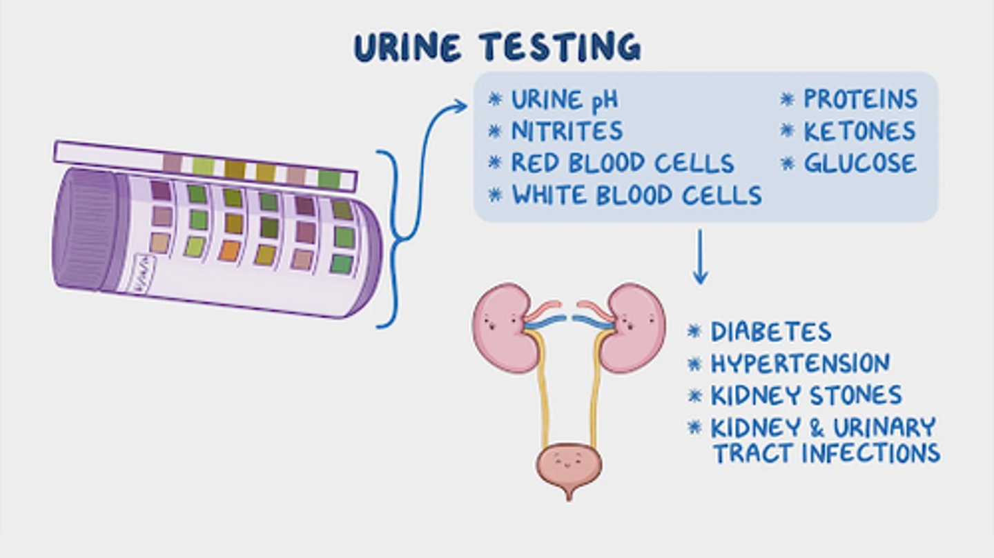 <p>Increased creatinine</p><p>Elevated BUN</p><p>Reduced GFR</p>