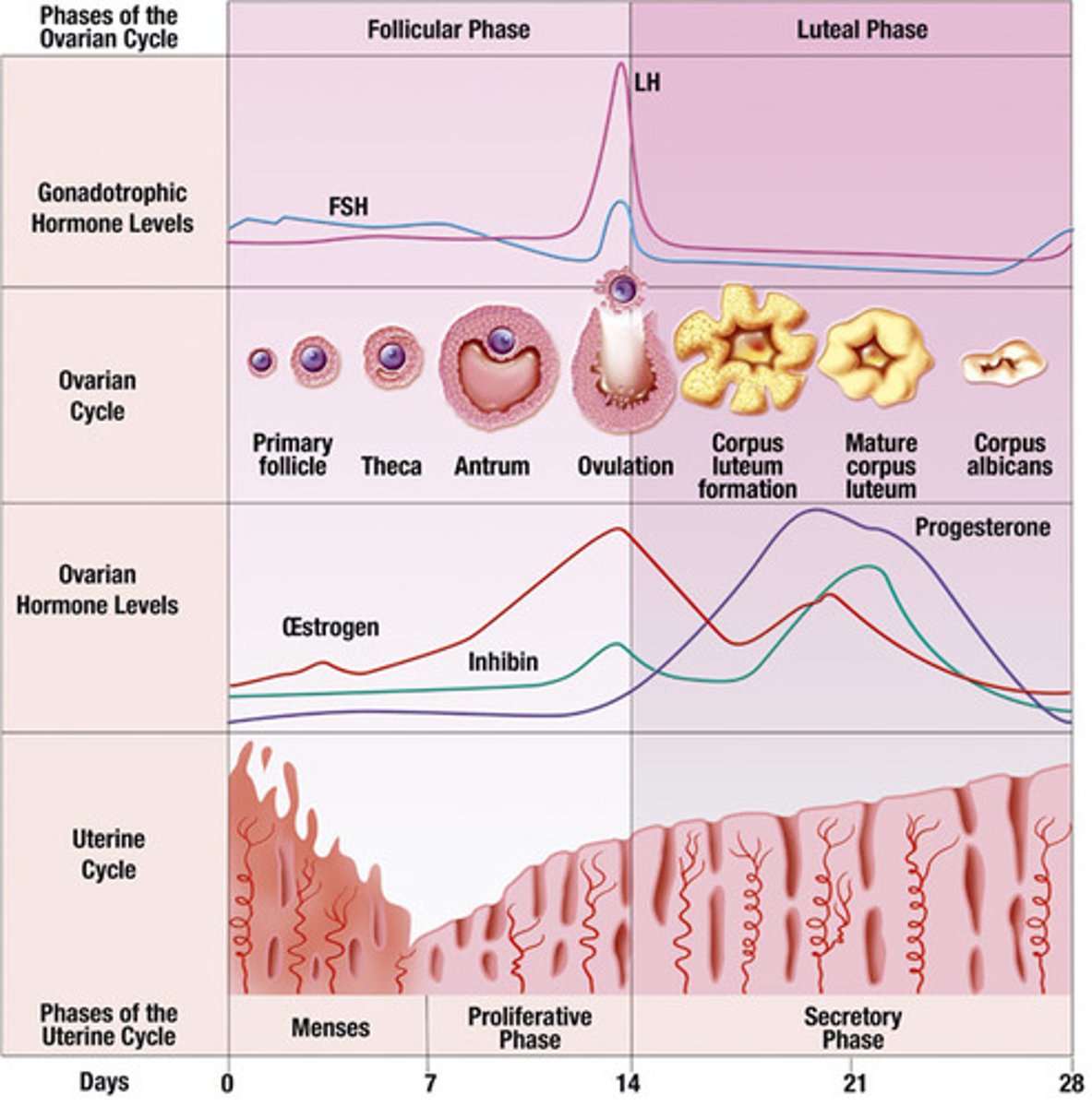 <p>follicular phase, ovulation, luteal phase</p>