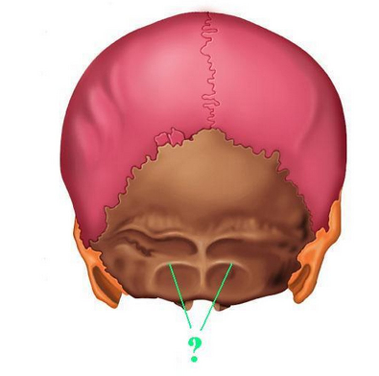 <p>anterior to superior nuchal line and posterior to posterior rim of foramen magnum</p>