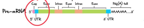 <p>The addition of methylguanosine at the 5’ end of pre-mRNA</p>