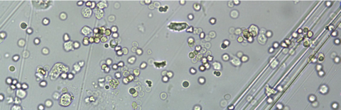 <p>What cell is this?</p>
