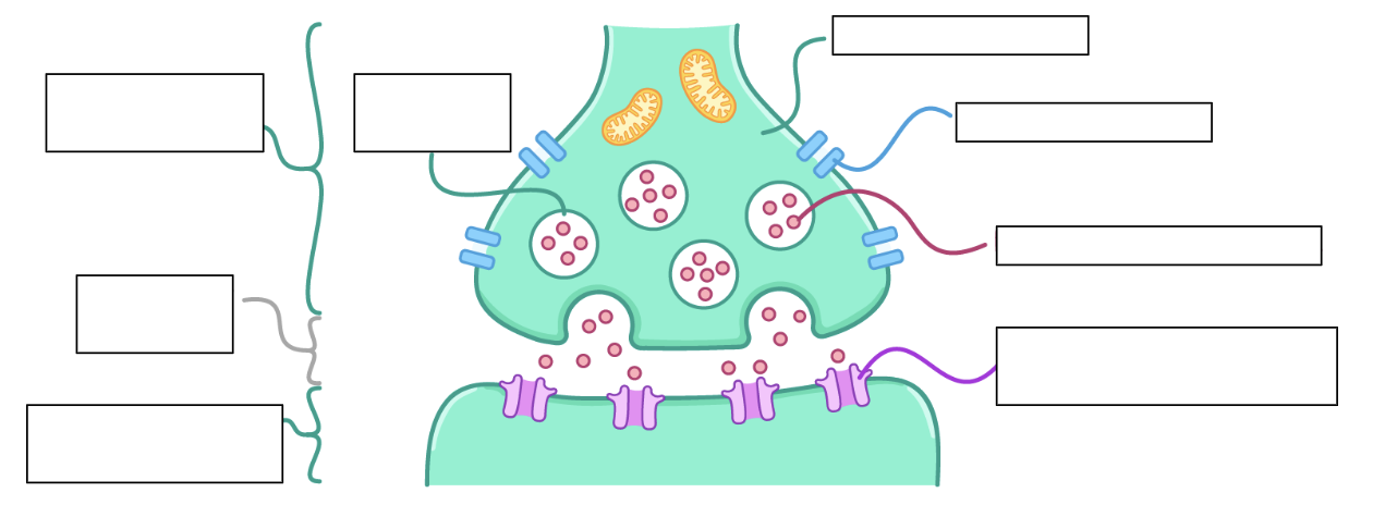 <p>can you label the parts of the synapse?</p>