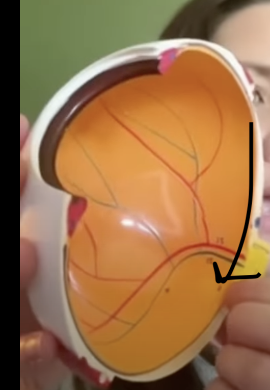 <p>what is this part of the eye?</p>