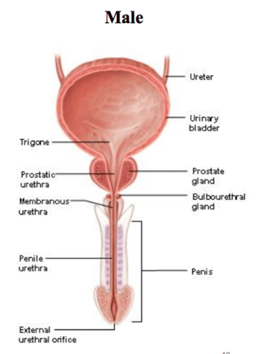 <p>About 7 to 8 inches (17.8 to 20 cm).</p>