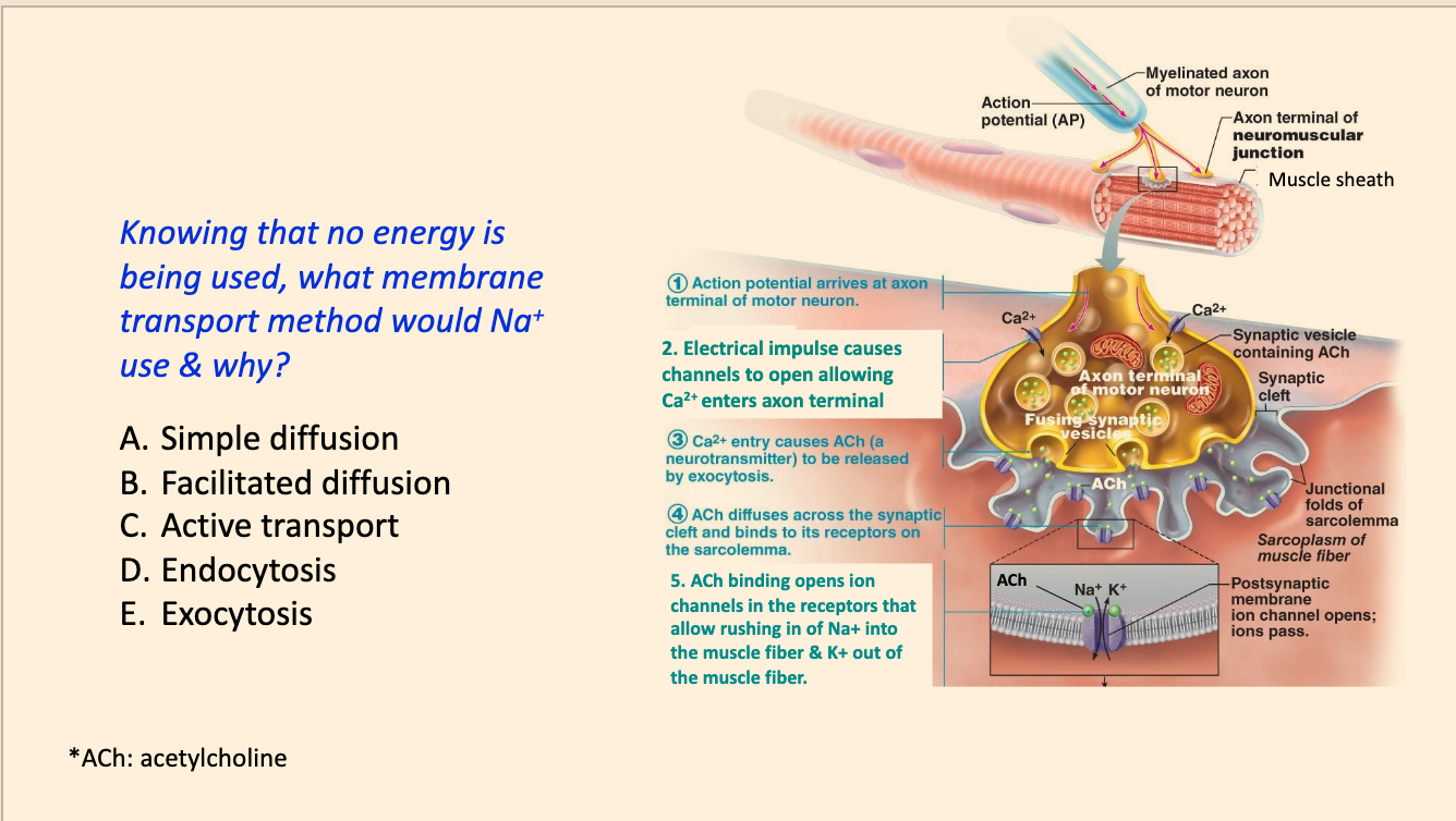 Knowing that no energy is being used, what membrane transport method would Na+ use in the neuromuscular junction  & why?

A. Simple diffusion
B. Facilitated diffusion
C. Active transport
D. Endocytosis
E. Exocytosis