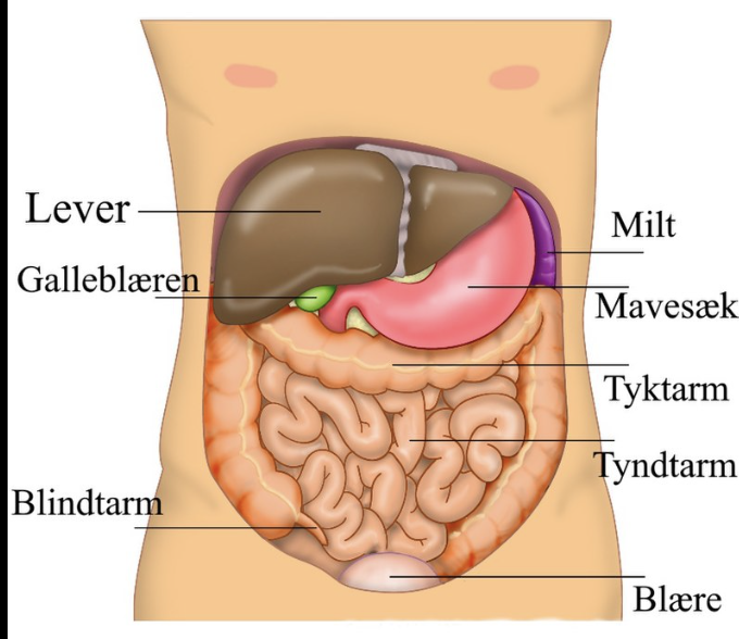 <p>Alle de organer, der ikke er i thorax</p><ul><li><p><span style="font-family: Times New Roman">Mavesækken, <em>gaster</em></span></p></li><li><p><span style="font-family: Times New Roman">Milt, <em>splen</em></span></p></li><li><p><span style="font-family: Times New Roman">Tarm, <em>Intestinum tenue, intestinum crassum, rectum</em></span></p></li><li><p><span style="font-family: Times New Roman">Lever, <em>hepar</em></span></p></li><li><p><span style="font-family: Times New Roman">Galdeblære, <em>vesica biliaris</em></span></p></li><li><p><span style="font-family: Times New Roman">Bugspytkirtlen, <em>pancreas</em></span></p></li><li><p><span style="font-family: Times New Roman">Nyrerne samt urinlederne, <em>renales et ureteres</em></span></p></li><li><p><span style="font-family: Times New Roman">Binyrerne, <em>glandulae suprarenales</em></span></p></li><li><p><span style="font-family: Times New Roman">Blæren, <em>vesica urinaria</em></span></p></li><li><p><span style="font-family: Times New Roman">Kønsorganerne</span></p></li></ul><p></p>