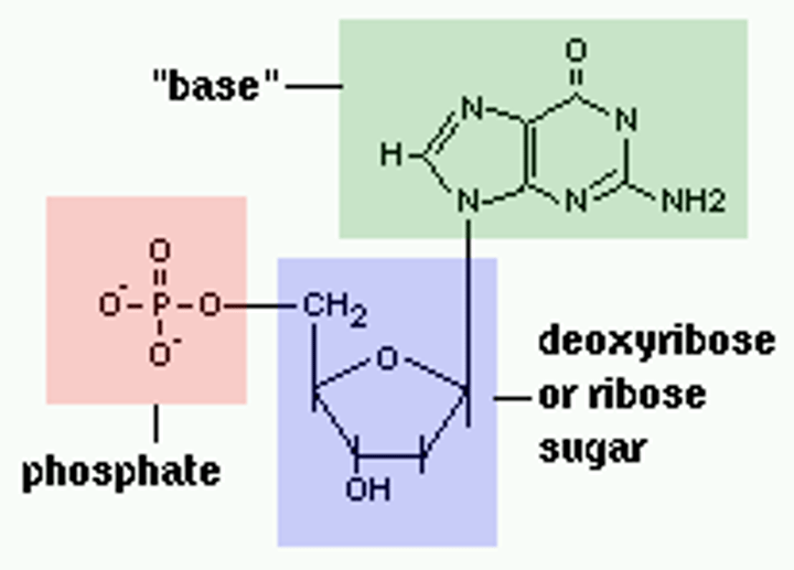 <p>Basic units of DNA molecule, composed of a sugar, a phosphate, and one of 4 DNA bases</p>
