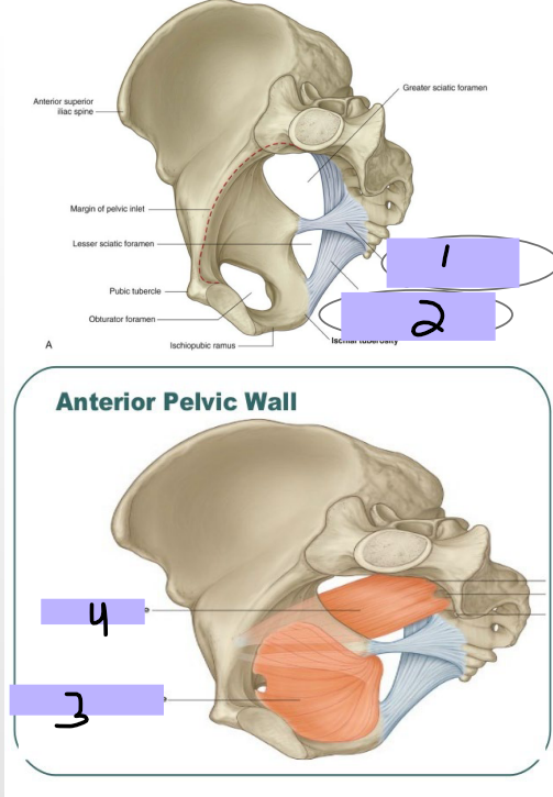 <p><strong>Pelvic Wall</strong></p><p>-Bones → sacrum, coccyx, pelvic bones</p><p>-Ligaments → _____________ ligament (#1), ___________ ligament (#2), stabilize the sacrum on the pelvic bones, and creates foramina from greater and lesser sciatic notches </p><p>-Muscles → _________ internus (#3), piriformis (#4), which both aid in hip joint movement</p>
