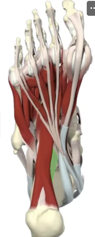 <p>Tendons and muscles between the plantar fascia and ligaments provide dynamic support and enable movement.</p>