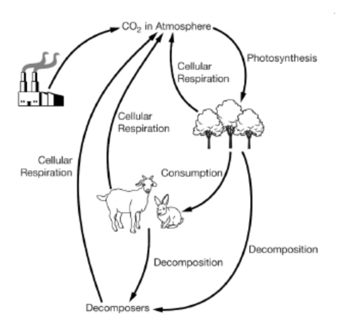 <p><span style="font-family: Lato Extended, Lato, Helvetica Neue, Helvetica, Arial, sans-serif">The diagram below shows a simplified carbon cycle.</span></p><p><span>Based on the diagram above, which process most directly results in the storage of carbon as coal and oil over millions of years?</span></p>