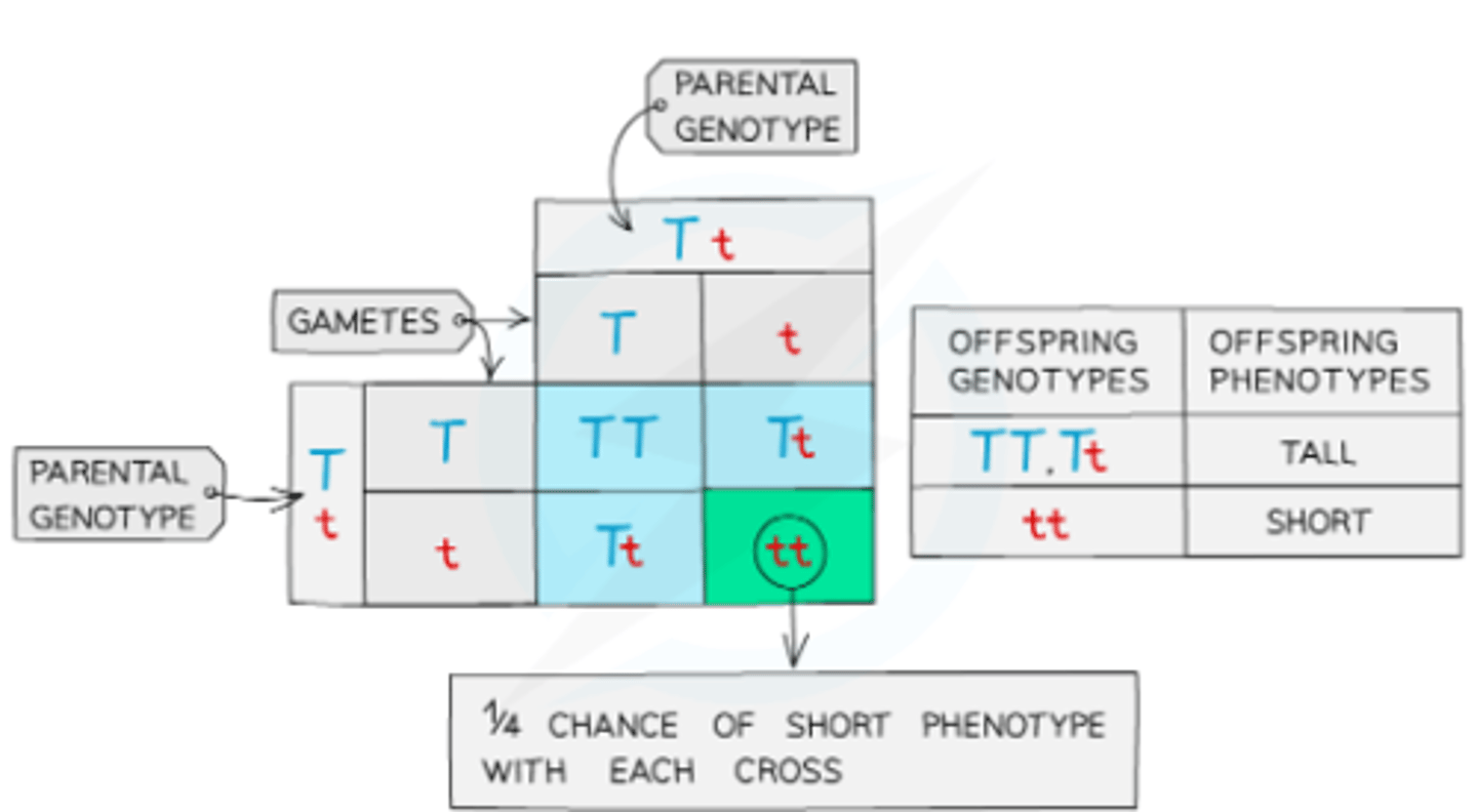 <p>- Parental genotypes: Tt x Tt.</p><p>- Parental phenotypes: Tall x Tall.</p><p>- Offspring genotypes: TT, Tt, and tt in a 1:2:1 ratio.</p><p>- Offspring phenotypes: Tall and Short in a 3:1 ratio.</p>