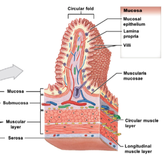 * mucosa: lines lumen, made of epithelial layer
  * includes: lamina propria (areolar connective tissue) and muscularis mucosa (thin band of smooth muscle; controls movement of villi/mucosa)
* submucosa: layer of areolar connective tissue with larger blood vessels, glands, nerves
* muscularis externa (muscular layer): double layer of muscle
  * includes: inner circular layer, outer longitudinal layer
* outermost layer: either serosa or adventitia
  * serosa: visceral peritoneum, found around organs in peritoneal cavity
  * adventitia: collagen fiber network binding organs not in peritoneal cavity → retroperitoneal