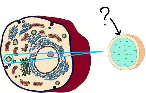 Organelle formed when the vesicles produced by the Golgi apparatus contain enzymes. They are where unwanted materials & worn-out organelles are digested.
