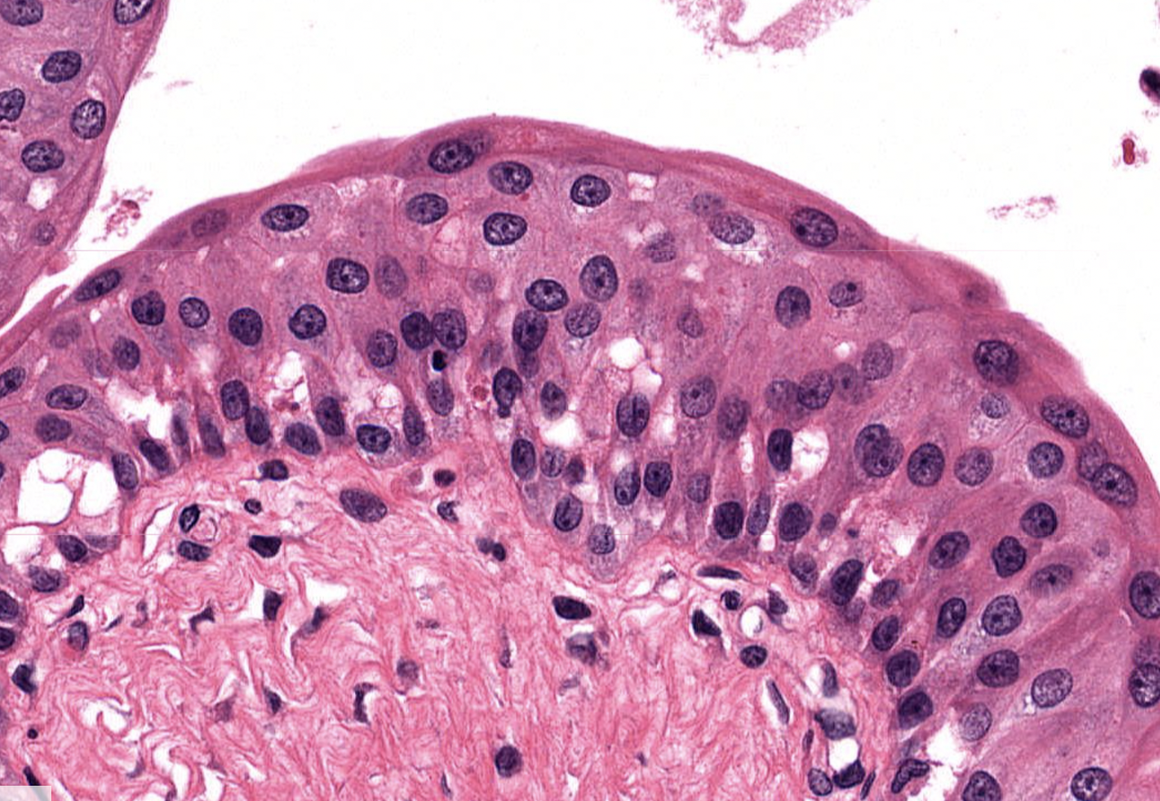 <p>what is shown in this image </p>