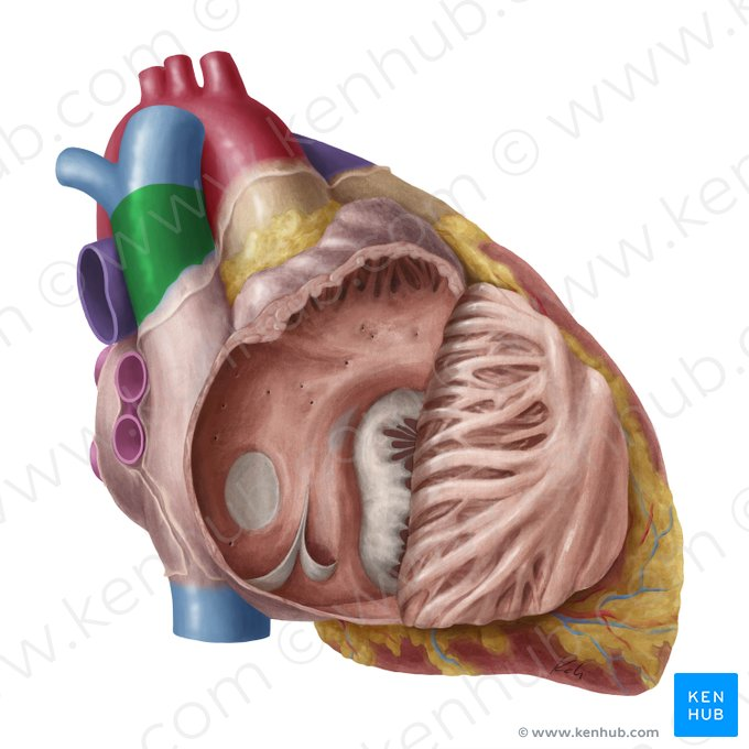 <p>Chamber of the heart that carries deoxygenated blood to the right atrium.</p>